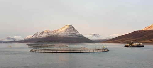 Sjókvíar í Reyðarfirði.