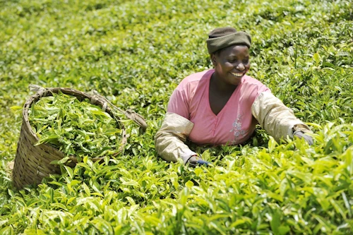 Harvesting tea leaves in Kenya (Credit: Marcel Crozet / ILO)