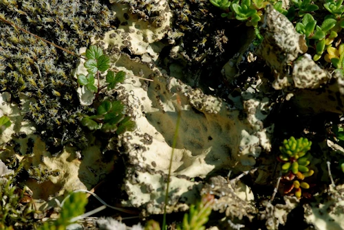 Gígnæfra, Lobaria scrobiculata, er sjaldgæf fléttutegund.