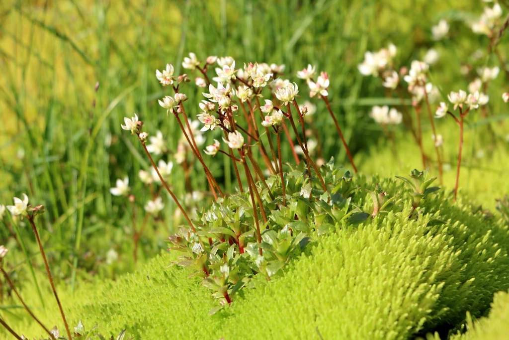 {image.Description}